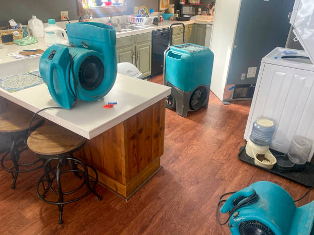 Best Mold removal after water damage  in Jamestown West, NY